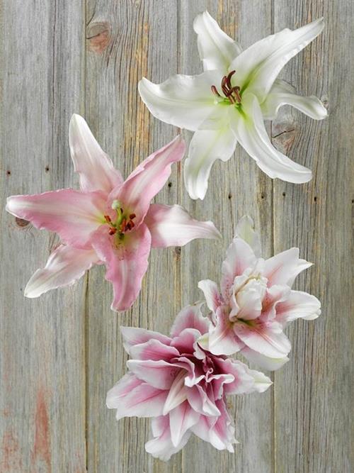 2/3 Bloom Rose, Pink And White Assorted Oriental Lily